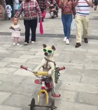 梦见骑狗是什么意思，探索梦境中的奇妙旅程