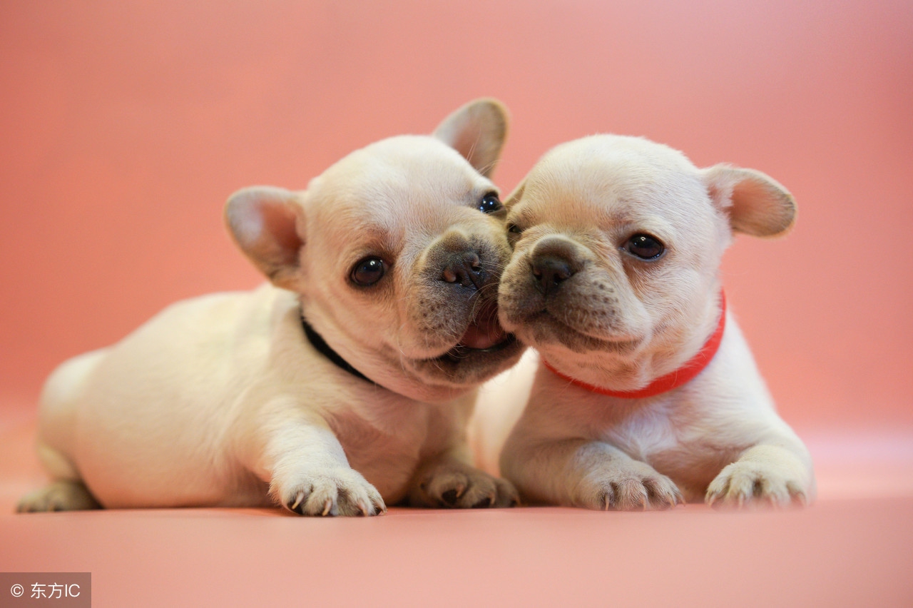 梦见成群的牛，探索梦境背后的深层含义与启示