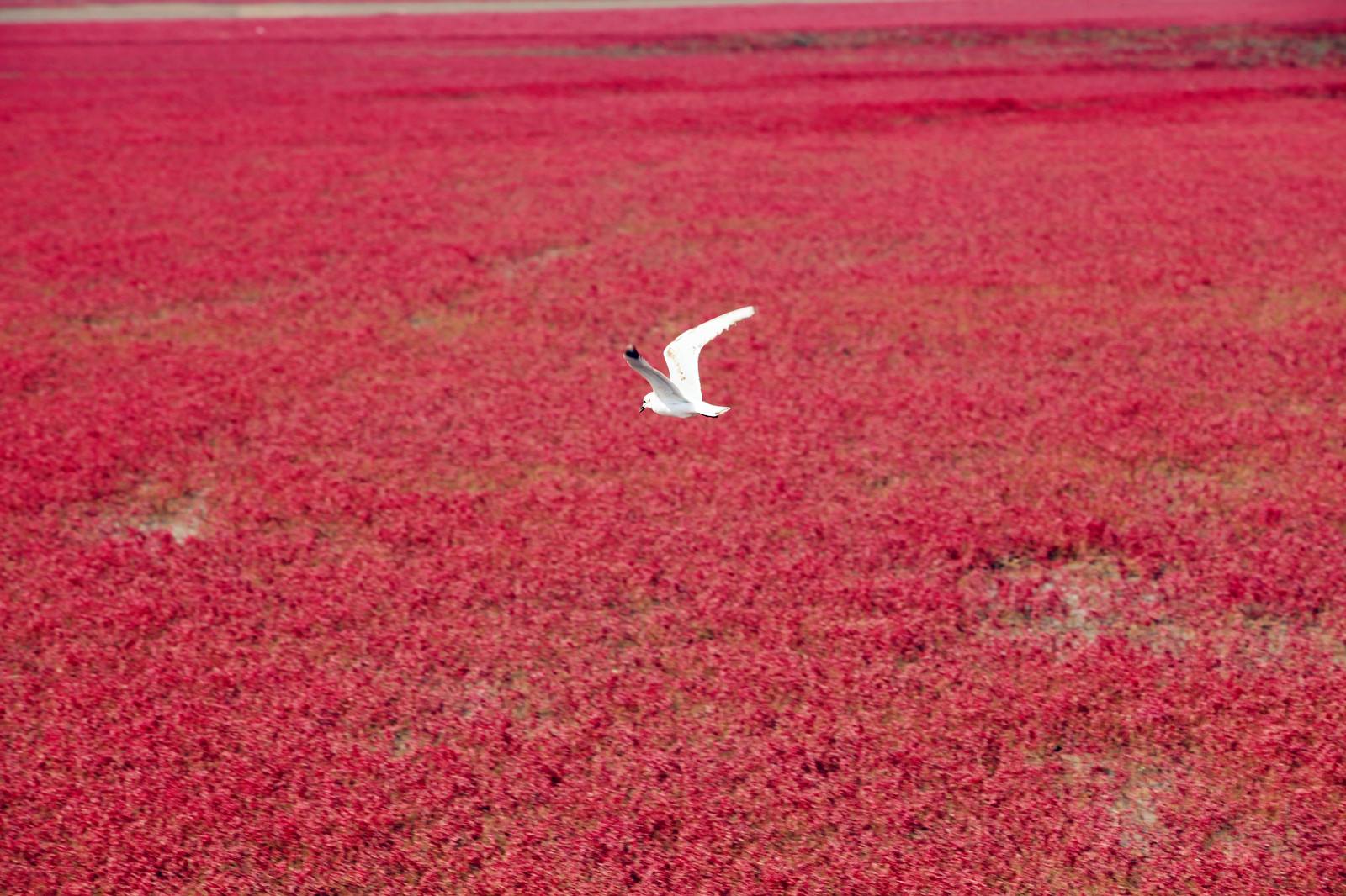 梦中惊现，午间牙齿脱落与血色之谜——深度解析梦境的象征意义