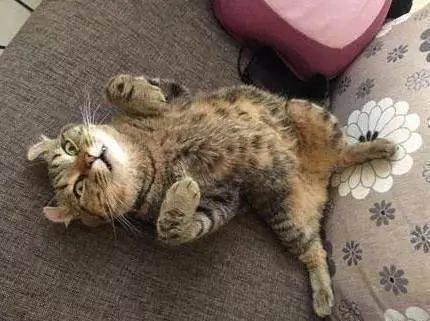 梦见猫偷吃鱼走了，探索梦境中的隐秘象征与内心启示