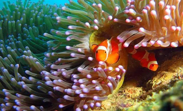 梦境探秘，在寺庙放生池垂钓肥鱼的奥秘