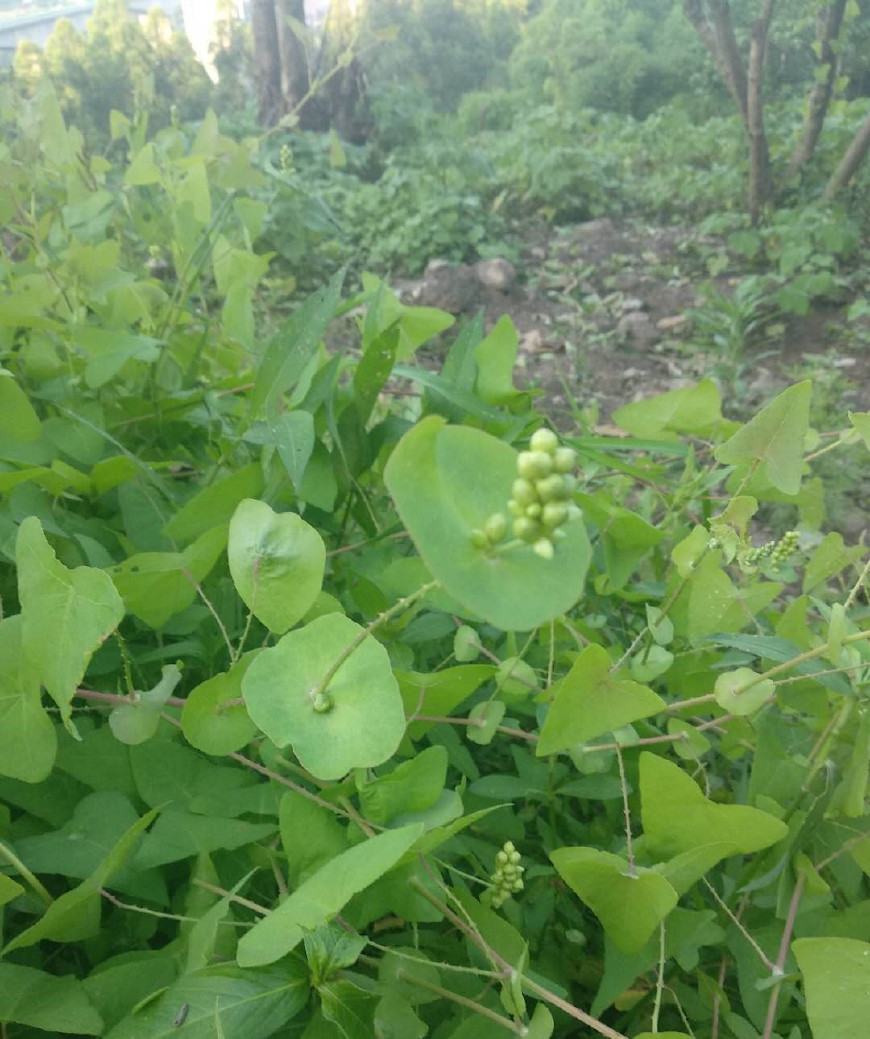 梦境解析，从先是梦到两条蛇，后有猫捕获之探寻潜在寓意