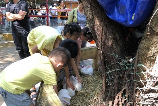 梦境解析，当兔子咬人——一场意外的情感与警示之梦