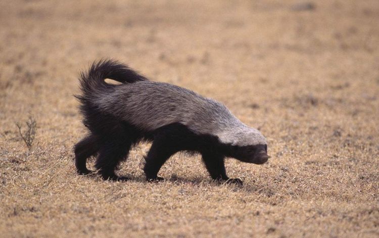 梦魇之谜，解析梦见蛇从我嘴巴钻到肚子里的深层含义