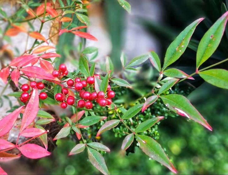 梦回萦绕，解读梦见了自己喜欢的人我靠在他的身后的深层含义