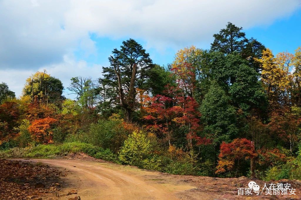 梦回往昔，泪洒今朝，父亲住院治疗期间的梦境解析