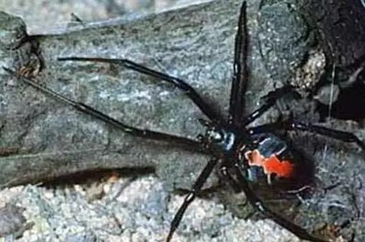 周公解梦揭秘，梦见蜘蛛与女性子宫健康的隐秘联系