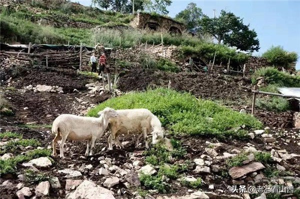 梦魇边缘的生灵，解析梦见牛羊被杀却未亡的深层寓意