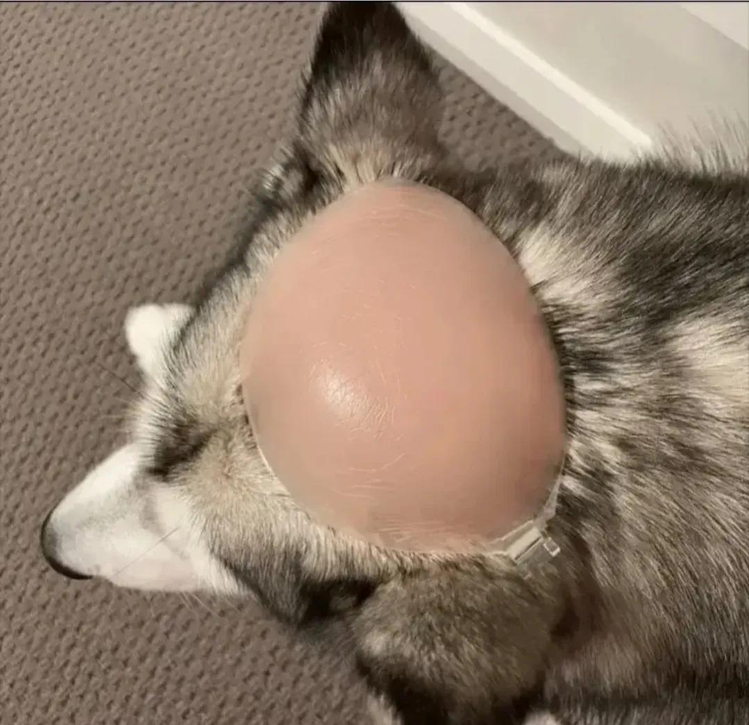 做梦梦见两条蛇还被咬了，梦境背后的深层含义与解析