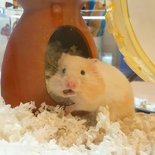 梦见仓鼠的含义，探索梦境中的奇妙寓意与心灵启示