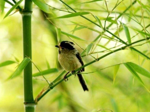 梦到自己偷竹子，探索潜意识的隐秘信号与心灵深处的渴望