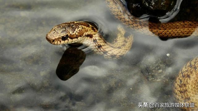 女23岁整梦见自己被条花蛇咬到大拇指，梦境解析与心理寓意