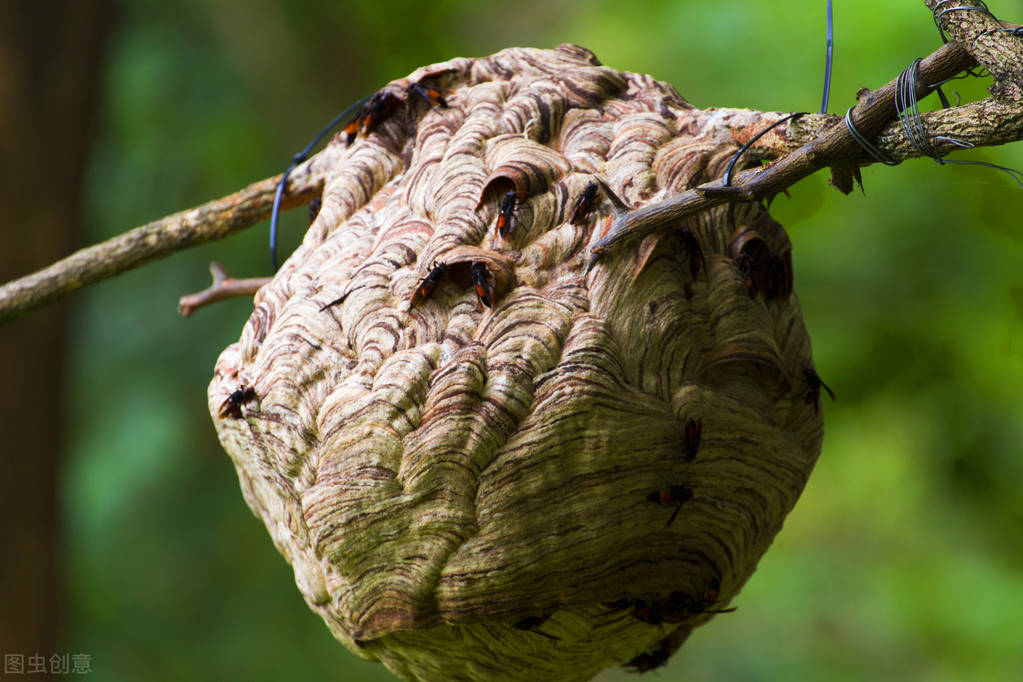 周公解梦大全，黄鳝与蛇的洞中之谜