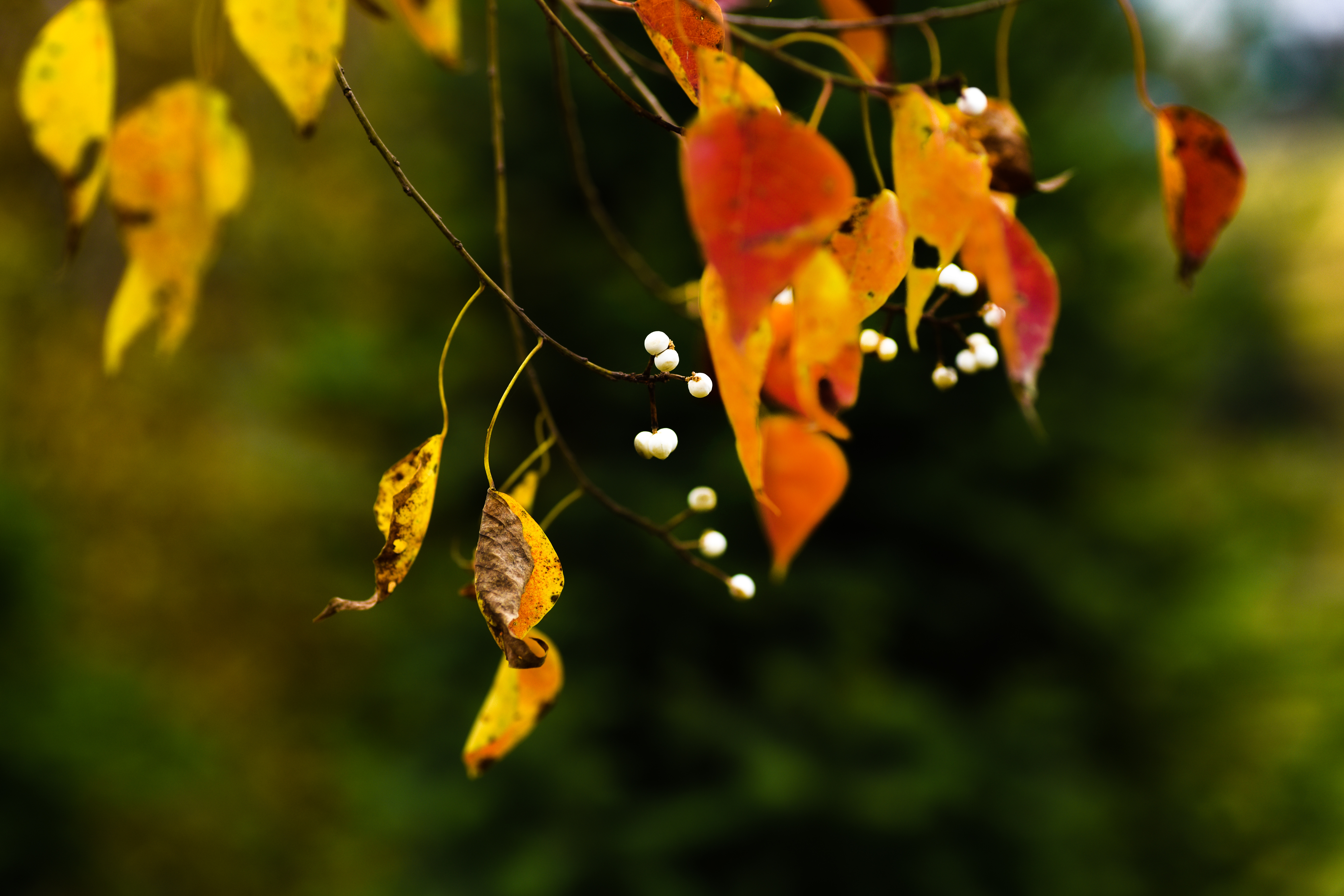 解析连续梦境，与老公不和的预兆及心理解读