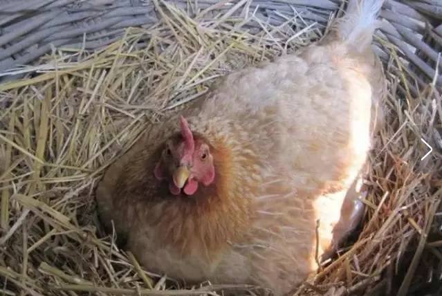 探索梦境奥秘，梦到鸡蛋的深层含义与心理解析