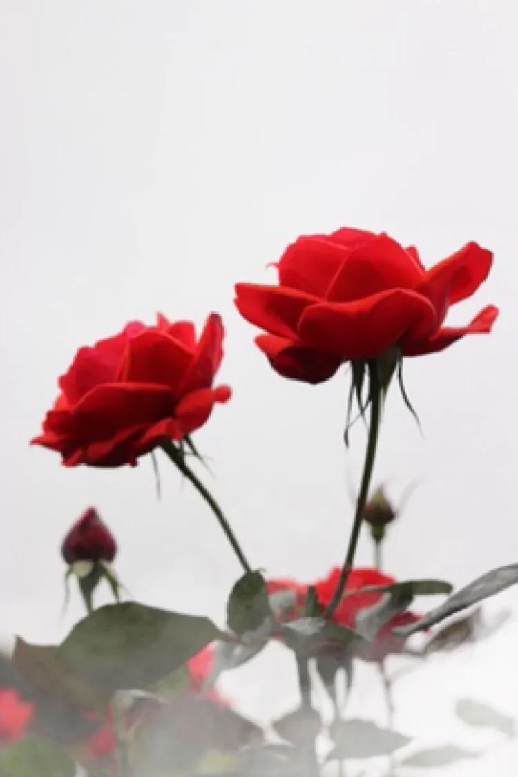 梦境中的浪漫花语，解析梦到吃玫瑰花的深层寓意