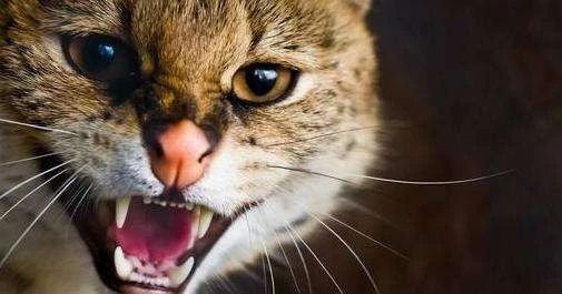 梦境中的神秘访客，解读做梦梦见猫的深层含义