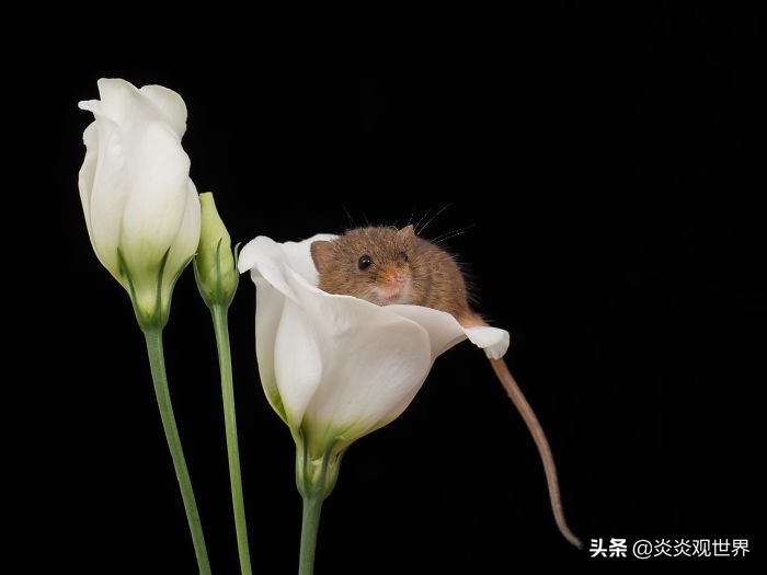 昨晚做梦梦见有许多小动物怎么回事？解读梦境中的奇妙生物