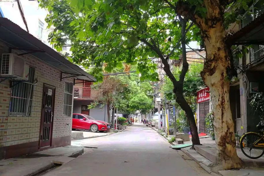 梦回往昔，解读梦见死去的心爱的小猫又回来了的深层含义