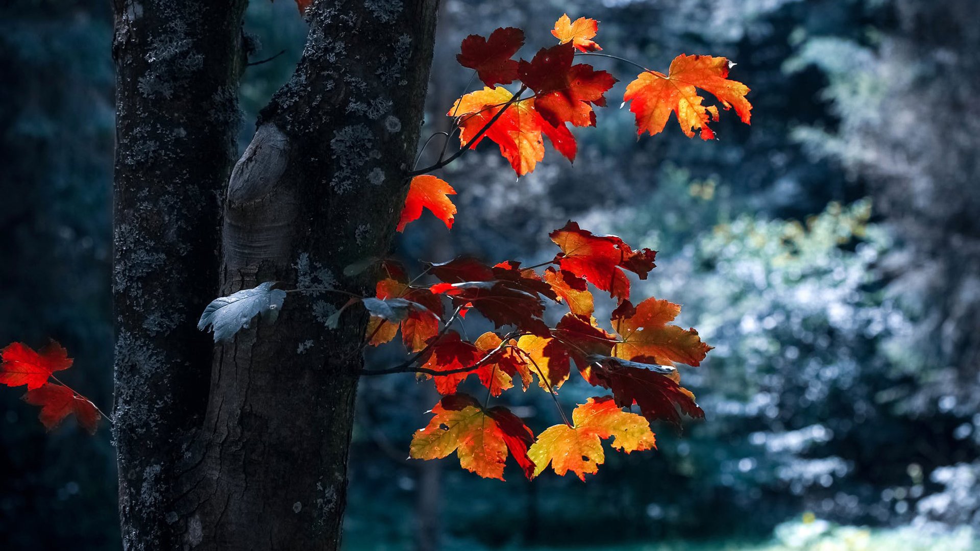 梦回往昔，我爱的男人，两年未联系，梦境中的重逢与释怀