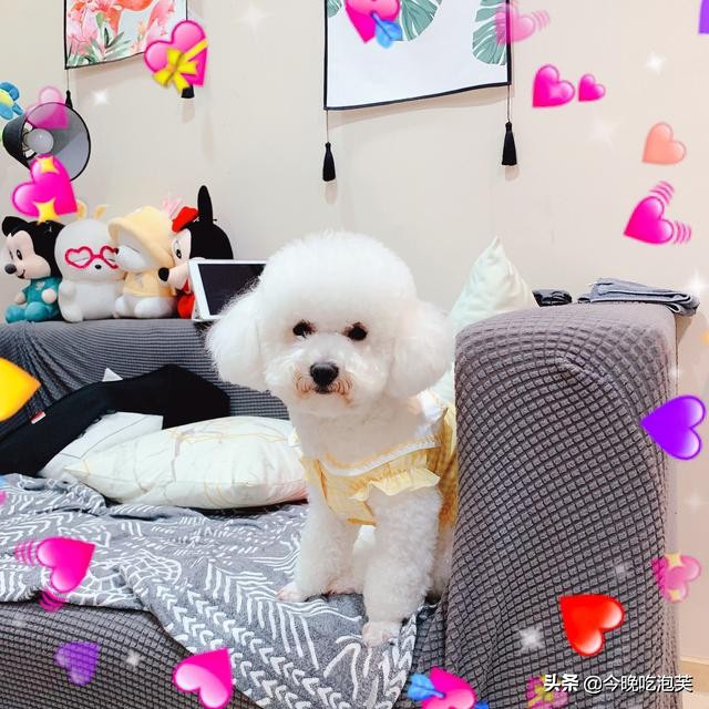 梦境的奇妙蜕变，从虫到蝶的小女孩与温顺的狼与羊的和谐共舞