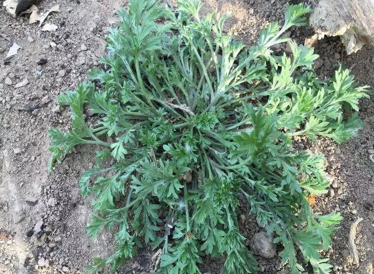 探秘原版周公解梦，梦见蛇化身为龙的深层寓意