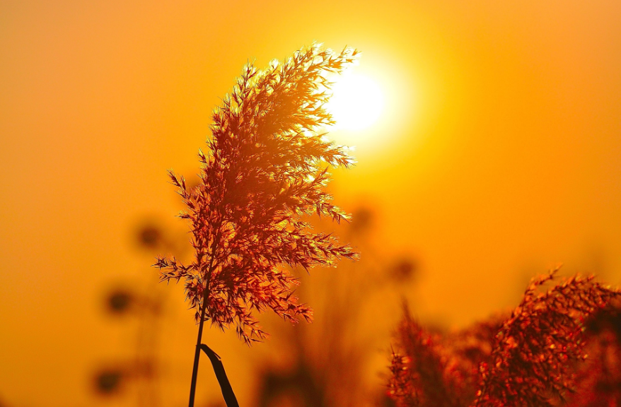 从梦境解脱，如何有效应对对某人的过度思念，重拾学习动力