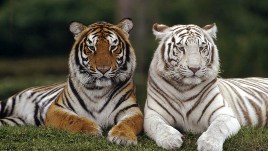 哪位解梦高手帮我解梦，探索梦境深处的奥秘与启示