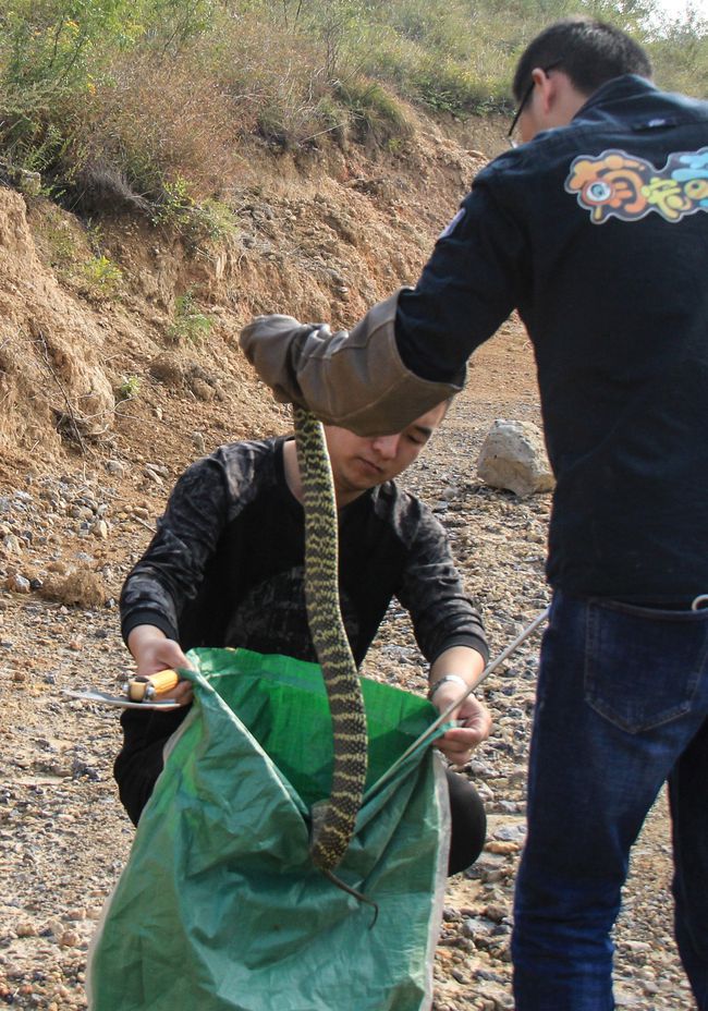 梦回蛇影，解析做梦梦到蛇会生男孩的深层含义与文化寓意
