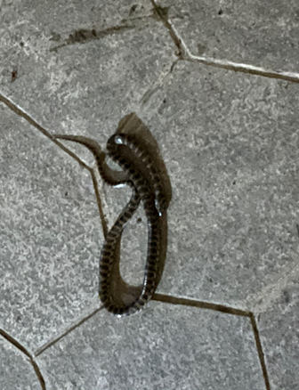 孕妇梦境中的蛇影，解析孕妇梦见蛇追她并咬了她的深层含义