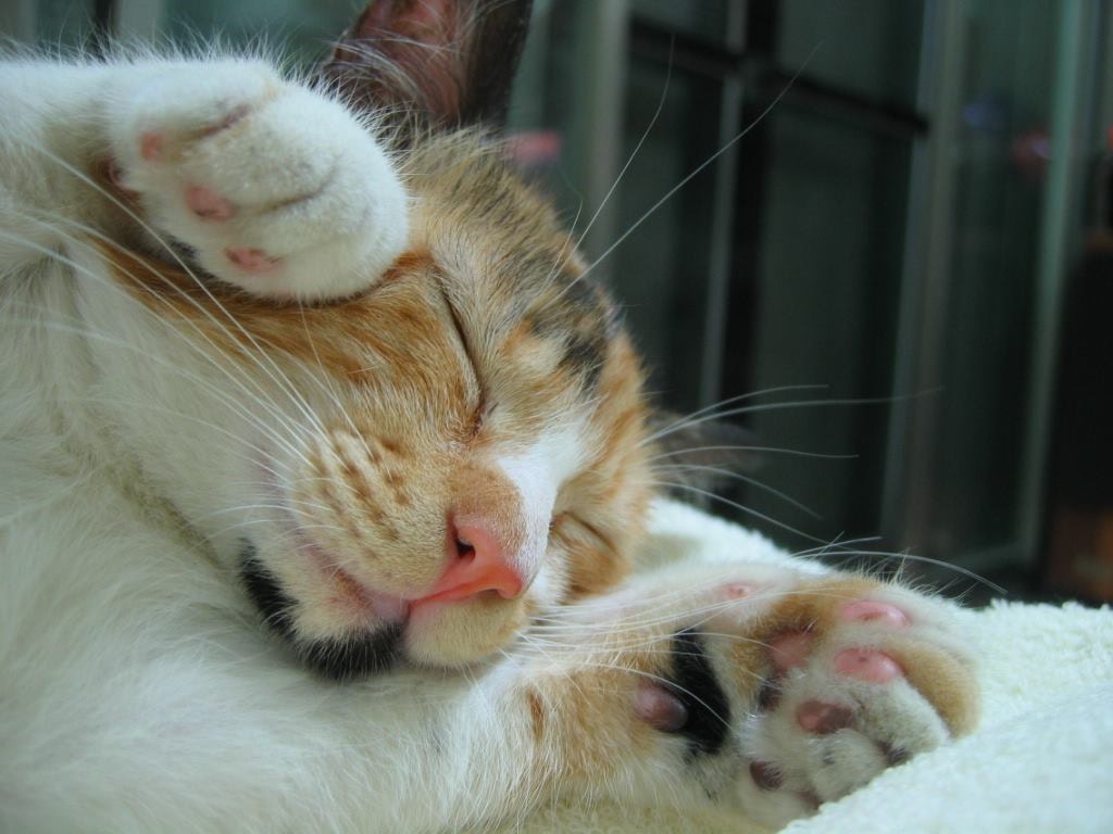 梦境解析，晚上做梦梦见蝎子在我身上怎么甩都甩不掉的含义与解析