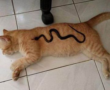 梦境中的奇遇，解析梦到一条花绿色的蛇并把它杀了自己也吓醒了的深层含义