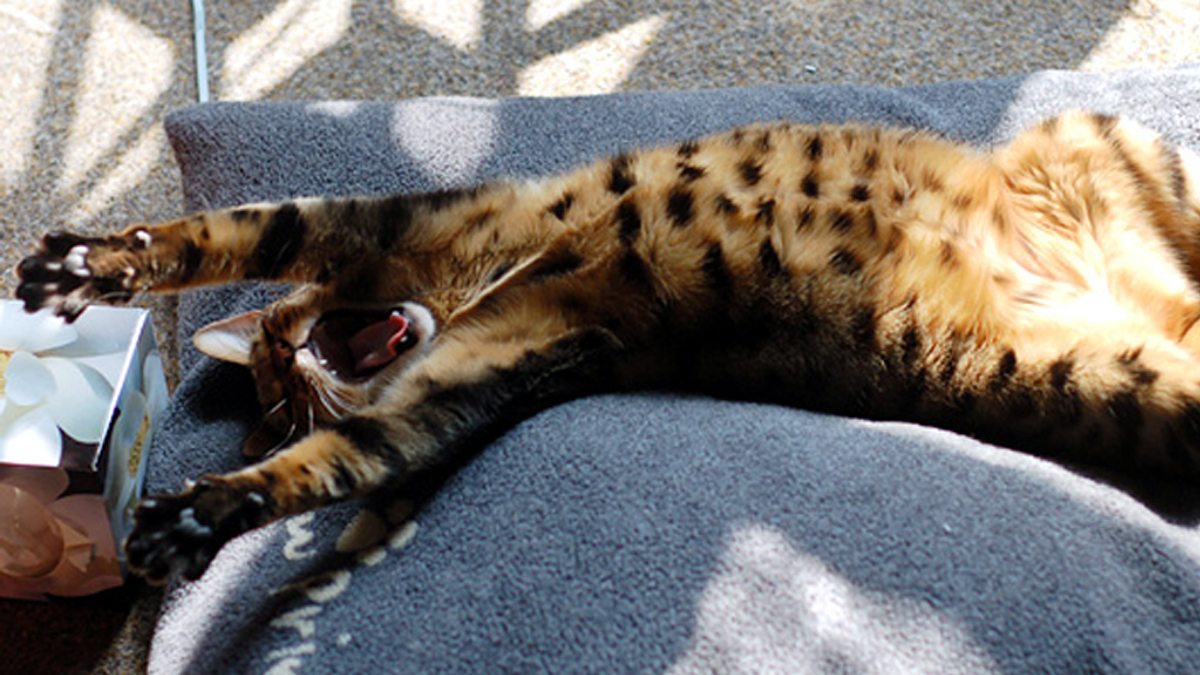 梦游猫影，探索今天睡觉梦到一只猫的深层寓意