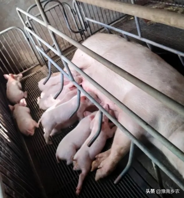 梦见母猪生了好多猪仔，寓意丰富，解读梦境中的生命与繁荣象征