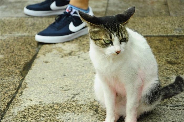 孕妇梦见猫，神秘梦境背后的寓意与解读