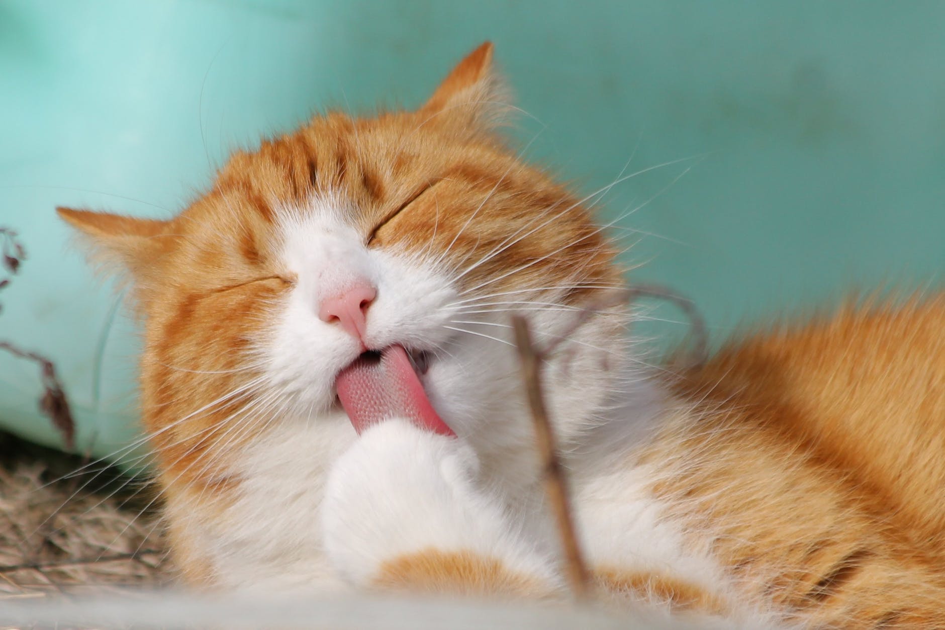 梦见猫要上自己的床，探索梦境背后的深层含义与心理解析