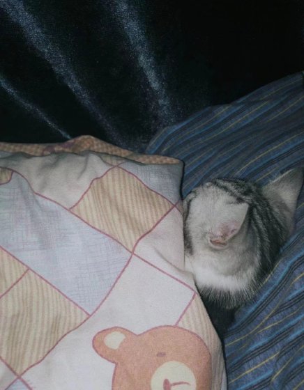 梦见猫在被子里怎么办？求解梦境背后的深层含义