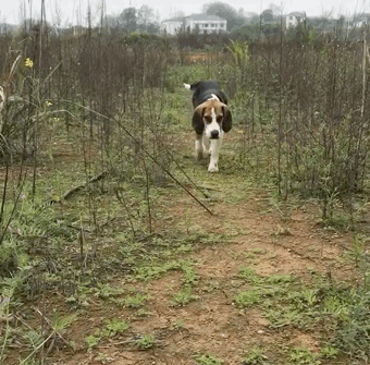 梦境解析，梦到狗狗被蛇抓走的深层含义与心理解读