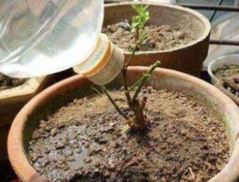 周公解梦大全查询，家里花卉仅存根系，梦境背后的深意解析