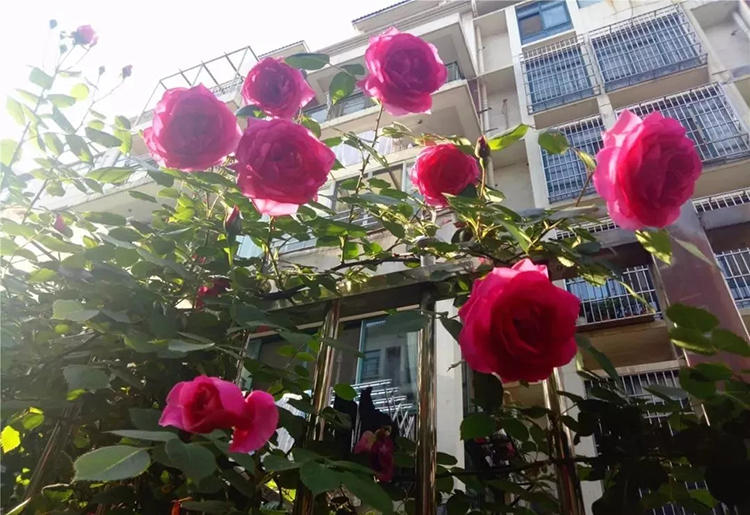 梦境之花，探索内心深处的秘密花园