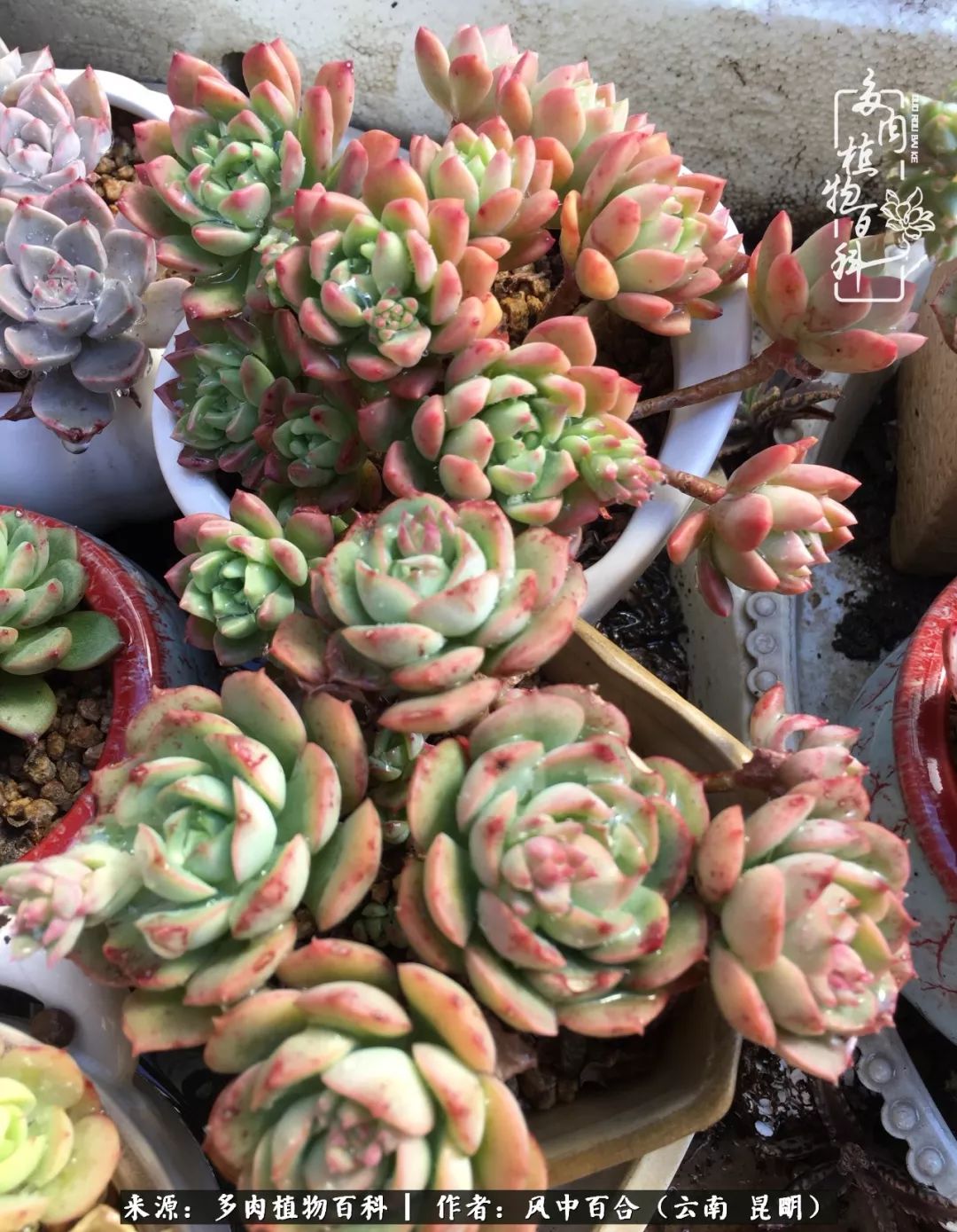 梦境中的对抗，解析梦到狗咬我我就把它踩死了的深层含义