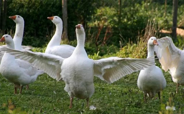 梦境预警，蛇的威胁与爱情的守护——解析梦境中蛇咬男友的寓意及心理暗示