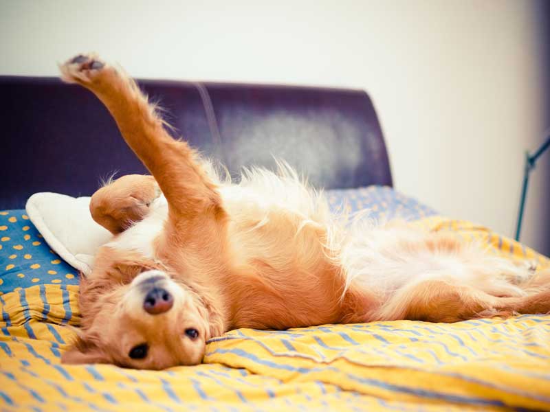 路口双犬之梦，解密潜意识中的警示与自我保护机制