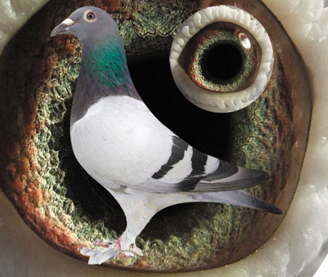 梦境翱翔，解析老是梦见自己会飞的深层含义与心理启示