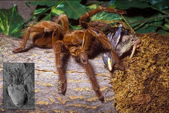 求解梦，梦到蛇钻鼻孔的深层含义与解析