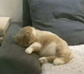 梦境解析，梦到被猫抓了意味着什么？