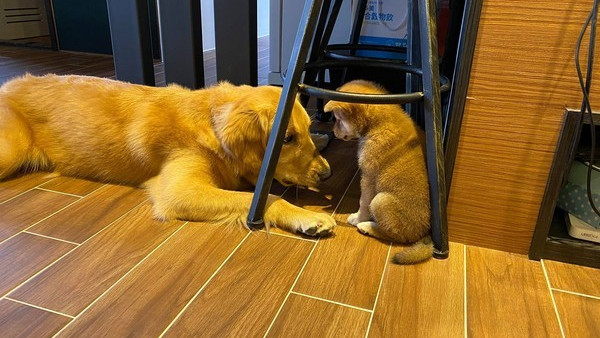 梦见逝去的亲人，如何面对与解读梦境中的重逢