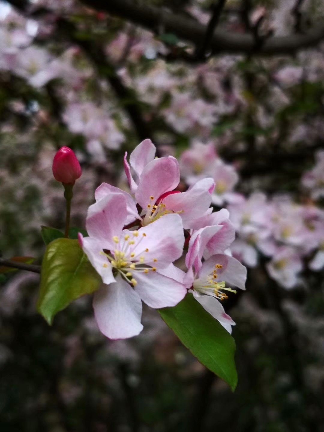 梦境解析，当拉不完的大便与沾衣之梦——探索潜意识中的未解之谜