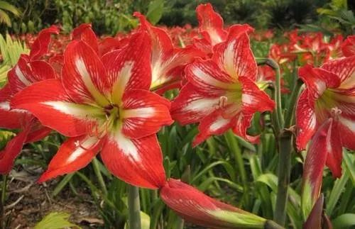 梦的解析，梦到死了的小孩子还是男孩，寓意何在？