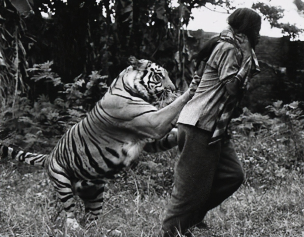 梦境深渊，探索梦到老虎吃人的深层含义与心理解析